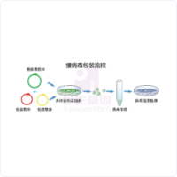 慢病毒包装